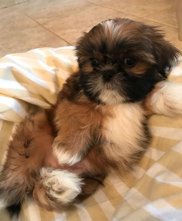 Shih tzus for sale