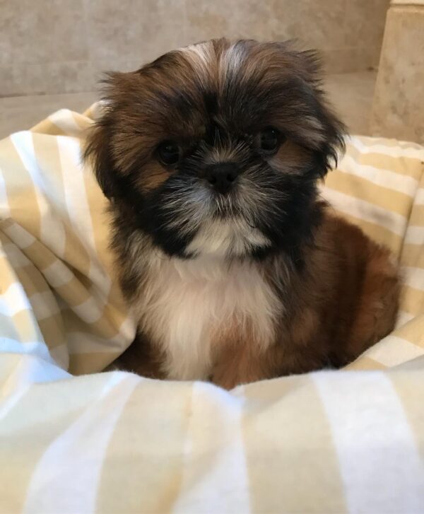 Shih tzus for sale/Shih tzus for sale near me/Shih tzus near me