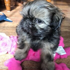 Shih tzu breeders near me
