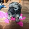 Shih tzu breeders near me