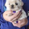 Shih tzu for sale