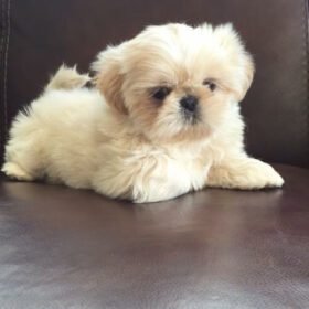 Shih tzu for sale