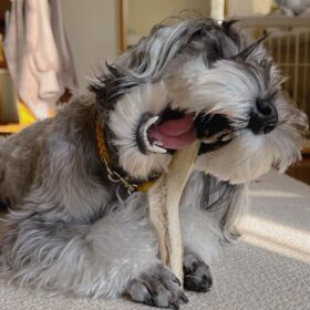 schnauzer puppies near me