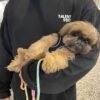 shih tzu puppies for sale minnesota