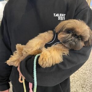 shih tzu puppies for sale minnesota
