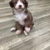 cavapoo puppies for sale tennessee