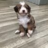 cavapoo puppies for sale tennessee