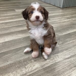 cavapoo puppies for sale tennessee