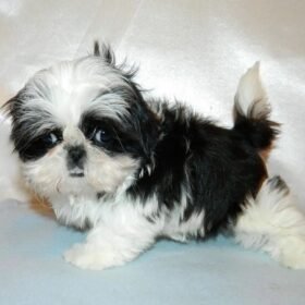 Teacup shih tzus for sale