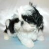 Teacup shih tzus for sale