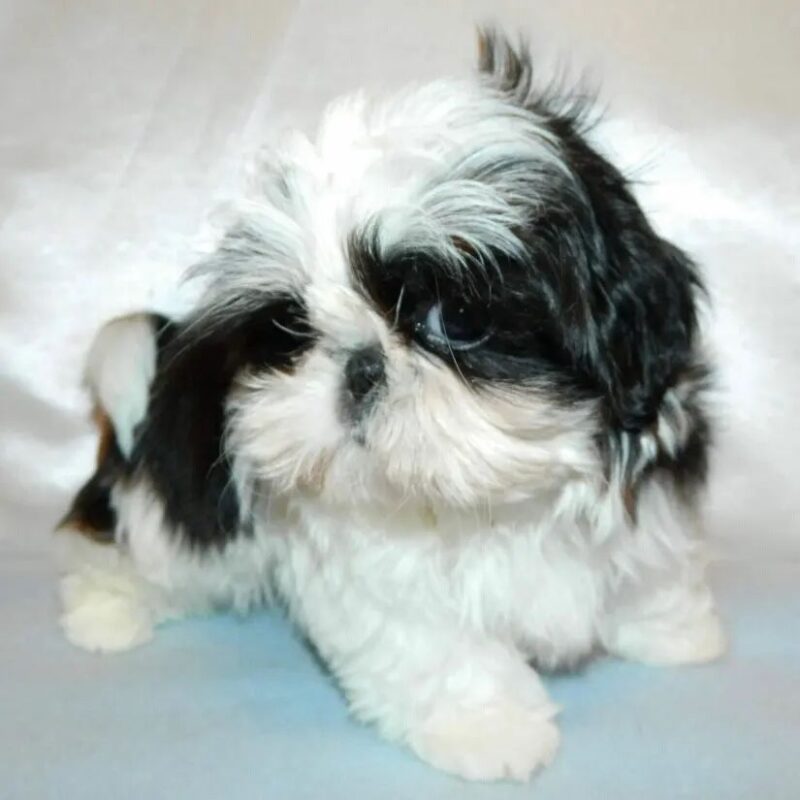 Teacup shih tzus for sale/Teacup shih tzu puppies for sale near me