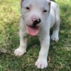 pitbull puppies for free