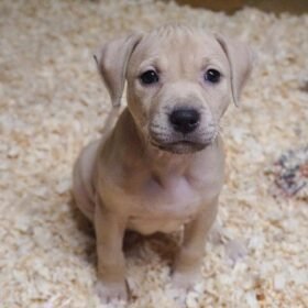 pitbull puppies for sale $300 pitbull puppies for sale $300