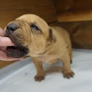 pitbull rescue near me