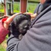 cheap miniature schnauzer puppies for sale
