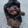 Cavapoo puppies texas