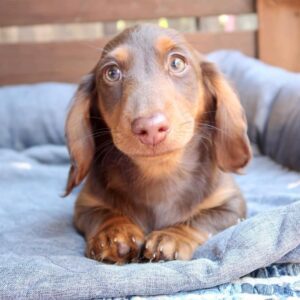 Dachshund puppies for sale ohio