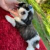 Shih tzu puppies for sale near me craigslist