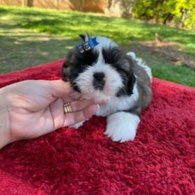 Shih tzu puppies for sale near me craigslist Shih tzu puppies for sale near me craigslist