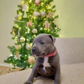 merle pitbull puppies for sale merle pitbull puppies for sale