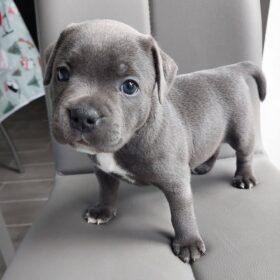 pitbull puppies for adoption near me