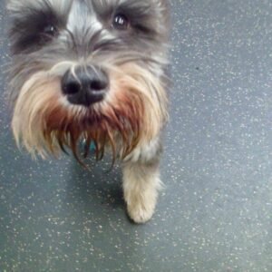 schnauzer puppies for sale dallas