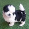 shih tzu puppies for sale under 400