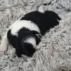 shih tzu puppies for sale under 400