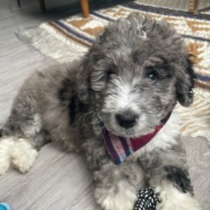 Cavapoos puppies for sale