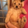 cavapoo puppies for sale cheap