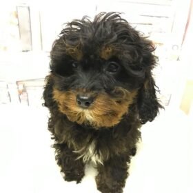 cavapoos for sale near me
