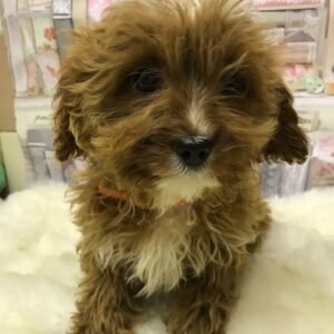 cavapoos near me for sale