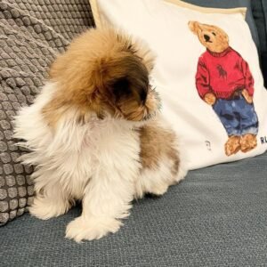buy puppies