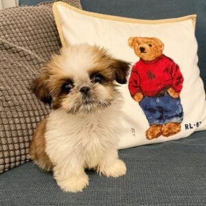 buy puppies