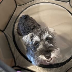 miniature schnauzer puppies