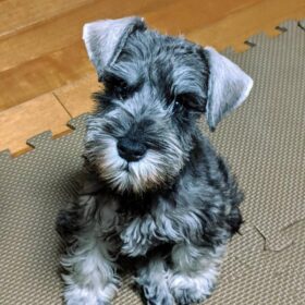 schnauzer puppy for sale