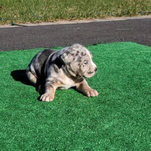 pitbull puppies for sale $500