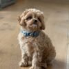 Cavapoo puppies for sale in pa