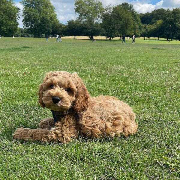 Cavapoo puppies for sale florida