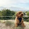 Cavapoo puppies for sale florida