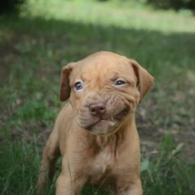 cute pitbull puppies