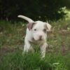craigslist pitbull puppies for sale