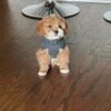 Cavapoo puppies for sale california