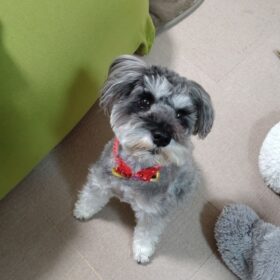 schnauzer puppy for sale near me