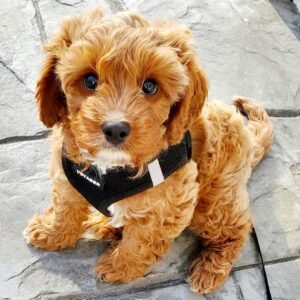 cavapoo puppies nc