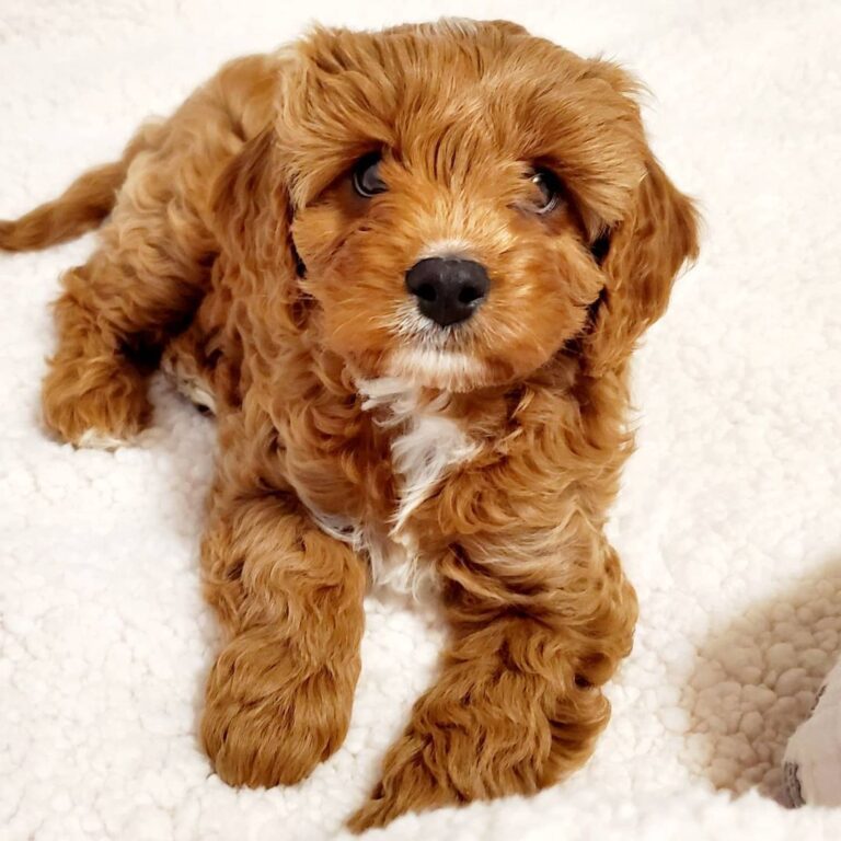 Full grown cavapoo puppies/Full grown cavapoos adults