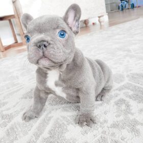 french bulldog puppies az