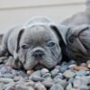blue french bulldog for sale