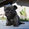 french bulldog adoption