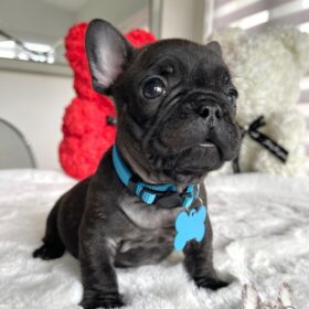 french-bulldog-for-sale-